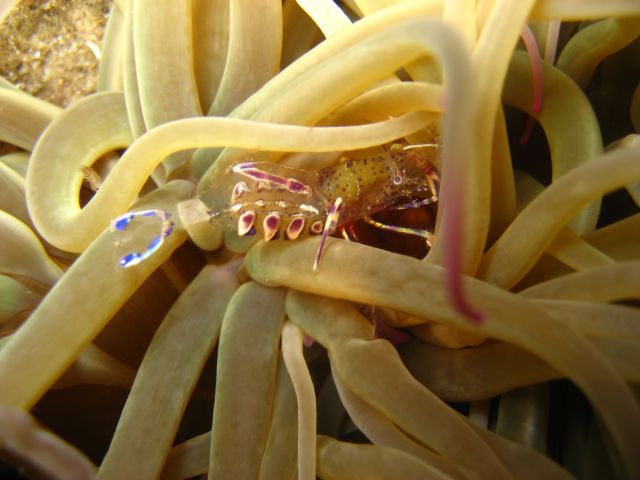 Файл:Periclimenes sagittifer.jpg