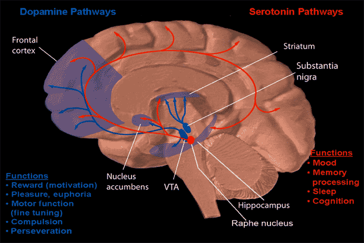 Файл:Dopamine and serotonin pathways.png