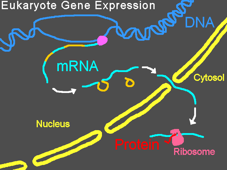 Файл:Gene Expression.gif