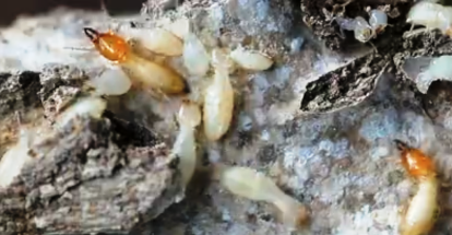 Файл:Groups of termites.png