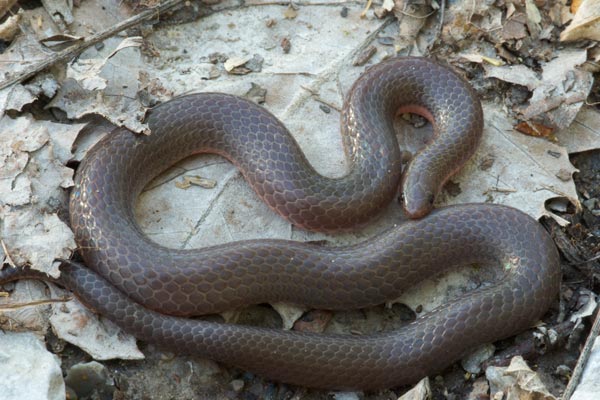 Файл:Midwestern worm snake.jpg