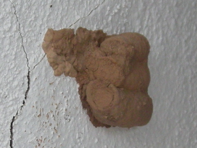 Файл:Sceliphron.nest2.jpg