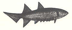 Файл:Acanthodii.jpg