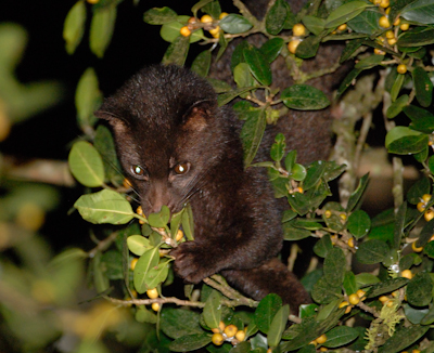 Файл:Brown palm civet.jpg
