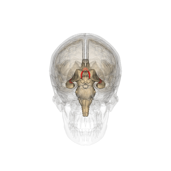 Файл:Fornix.gif