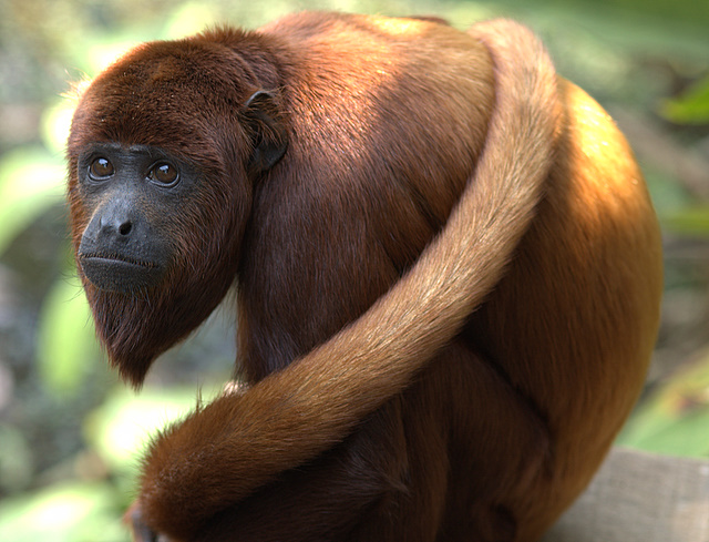 Файл:Alouatta seniculus.jpg