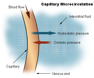 Файл:Illu capillary microcirculation.jpg