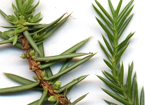 Файл:Juniper needles.jpg