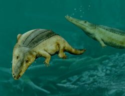 Файл:Mastodonsaurus NT.jpg