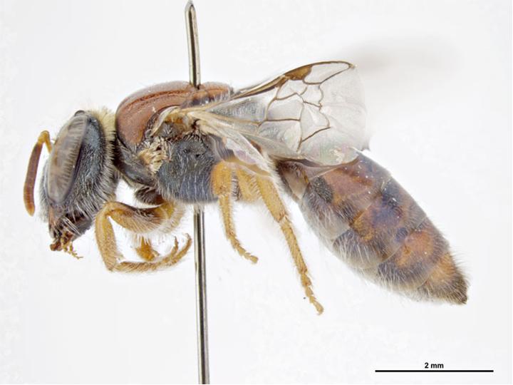 Файл:Euryglossa millstreamensis f.jpg