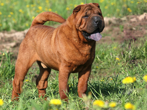 Файл:Adult sharpei.jpg