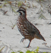 Файл:Colinus nigrogularis 1 (cropped).jpg