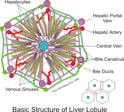 Файл:Hepatic structure.png