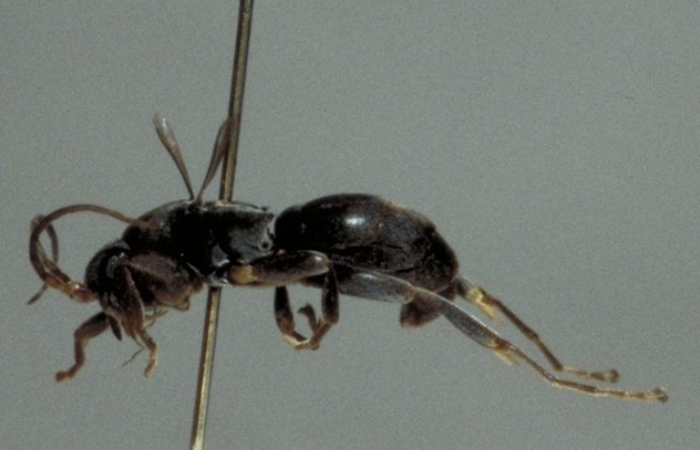 Файл:Olixon spec.jpg