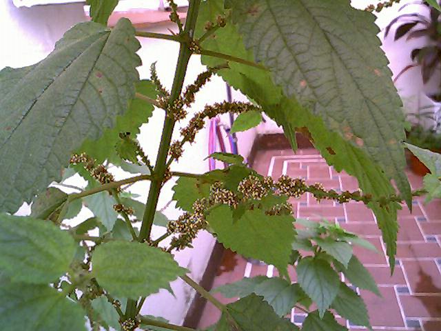 Файл:Calea flowering.jpg