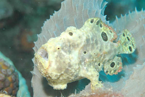 Файл:Oscellated Frogfish.jpg