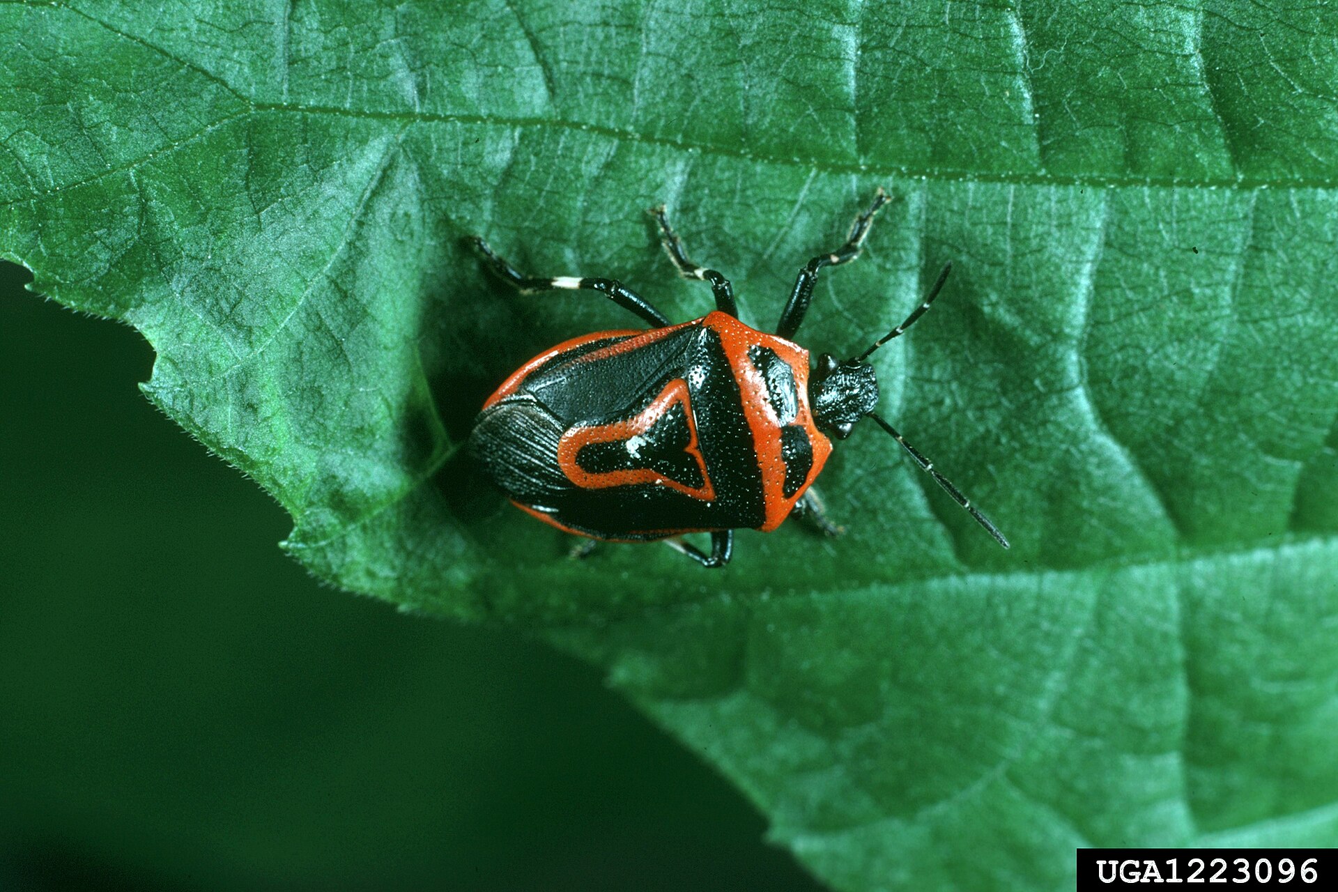 Файл:Perillus bioculatus02.jpg