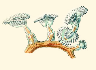 Файл:Plumatella repens from Haeckel Bryozoa drawing Commons2.jpg