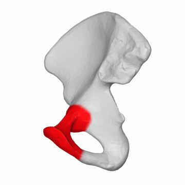 Файл:Pubis 04 animation (Right hip bone).gif