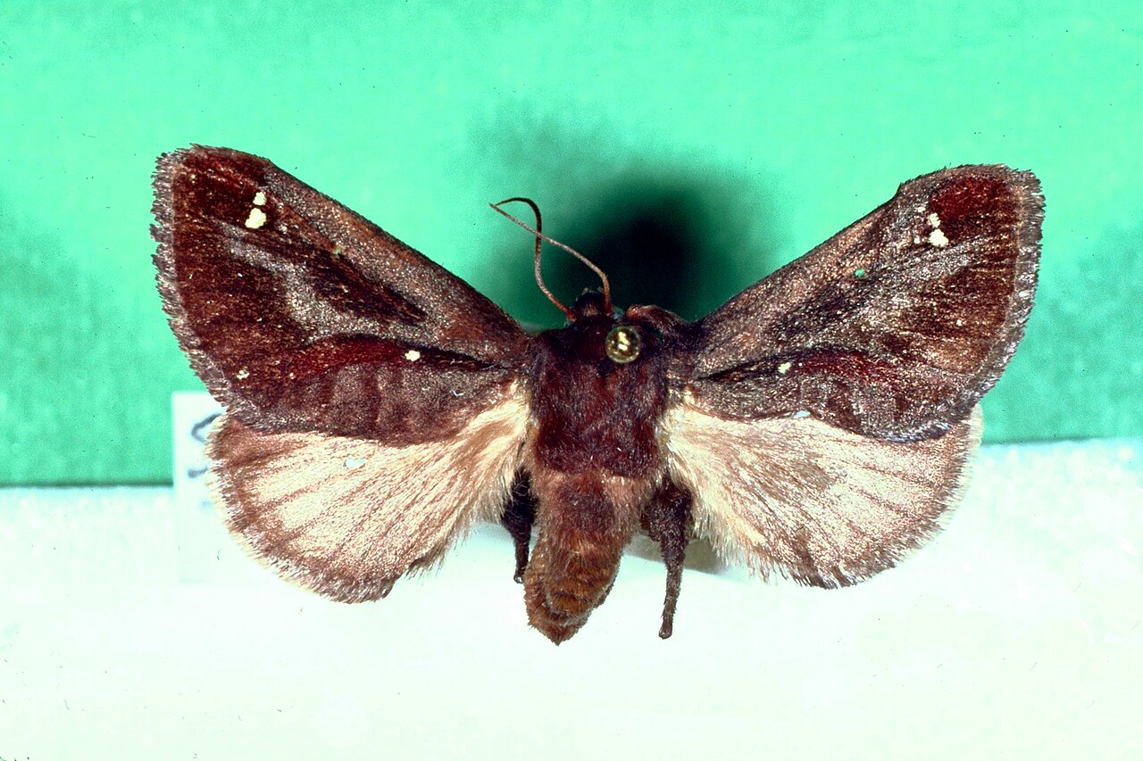 Файл:Acharia stimulea.jpg