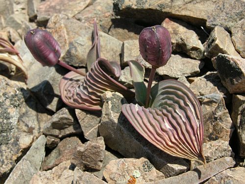 Файл:Tulipa regelii.jpg