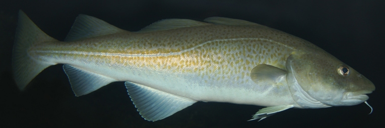 Файл:Atlantic-cod-1.jpg
