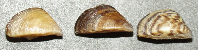 Файл:Dreissena polymorpha1.jpg