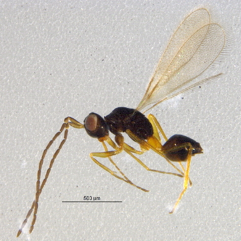 Файл:Ooctonus hemipterus.jpg
