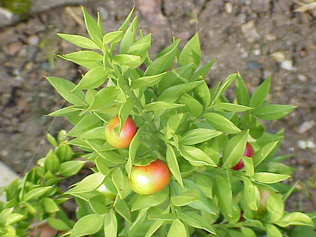 Файл:Ruscus aculeatus0.jpg