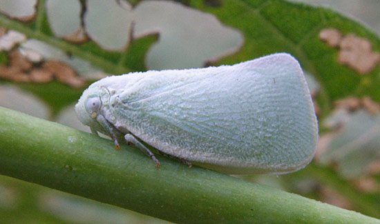 Файл:Anormenis chloris.jpg