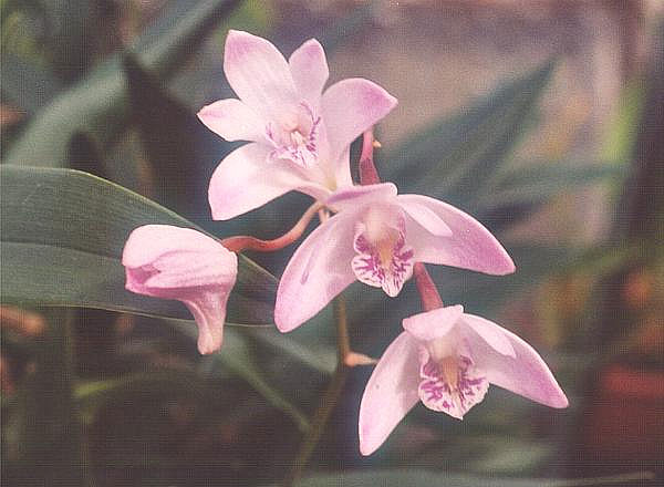 Файл:Dendrobium-kingianum.jpg