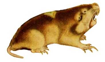 Файл:Western pocket gopher.jpg