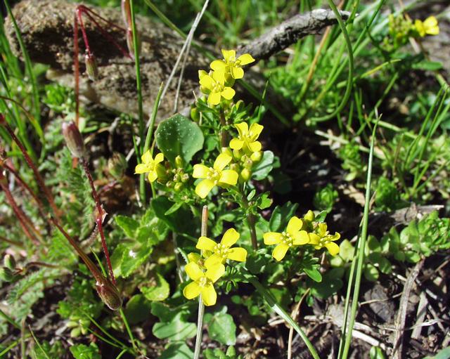 Файл:Barbaraea verna 18032004.jpg