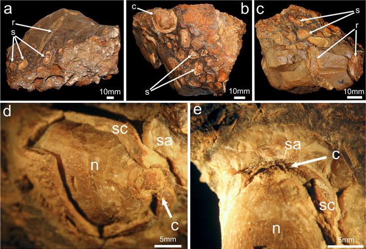 Файл:Gut content of Isaberrysaura mollensis.jpg