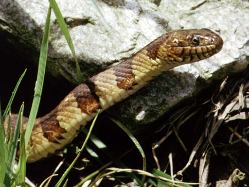 Файл:Nerodia sipedonPCSL02111B1.jpg