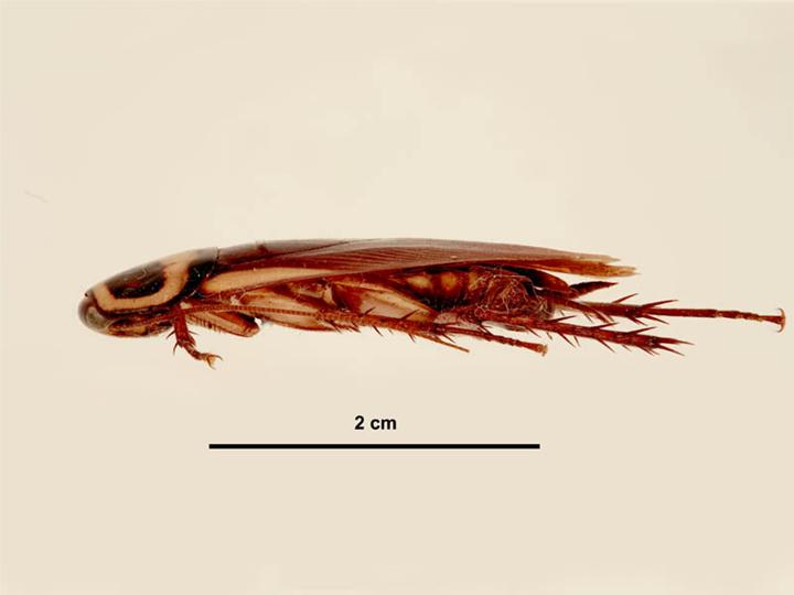 Файл:Periplaneta australasiae side view.jpg