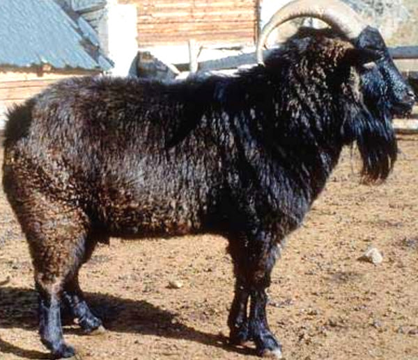 Файл:Altai Mountain Goat.jpg
