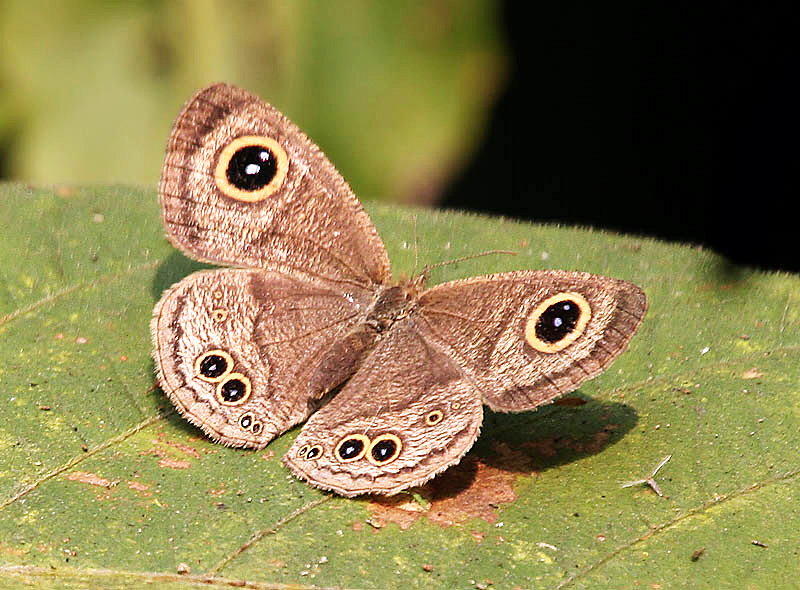 Файл:Common Five-ring Ypthima baldus I IMG 0783.jpg