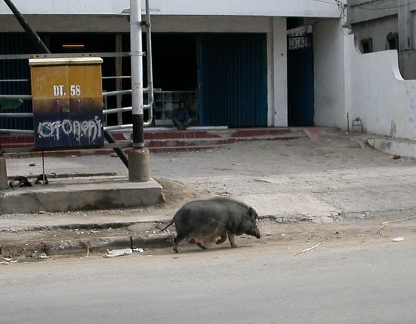 Файл:Dili pig.jpg
