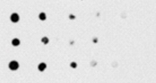 Файл:Dot blot de ADN.jpg