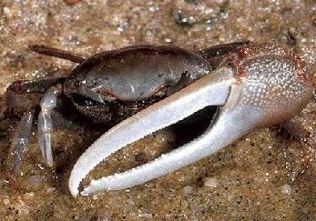 Файл:Fiddler crab.jpg