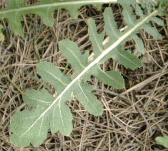 Файл:Raphanus raphanistrum hoja.jpg