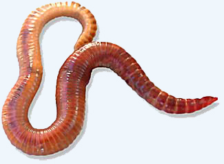 Файл:Redwiggler1.jpg