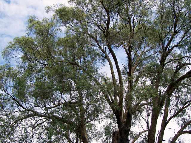 Файл:Eucalyptus macarthurii Bowral.jpg