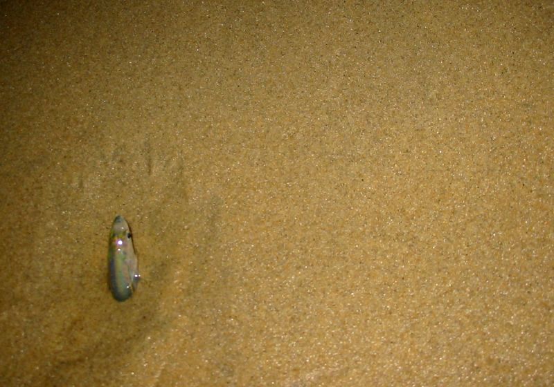 Файл:Grunion female spawning.jpg