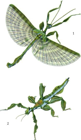 Файл:Gray plate8.jpeg