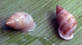 Файл:Partula taeniata 5.jpg