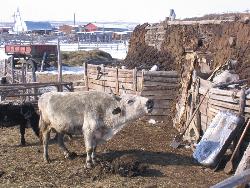 Файл:Yakutian Cattle 02 - Side View.jpeg