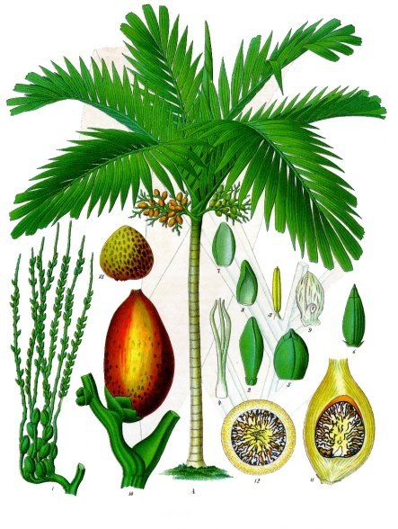 Файл:Areca catechu - Köhler–s Medizinal-Pflanzen-014.jpg