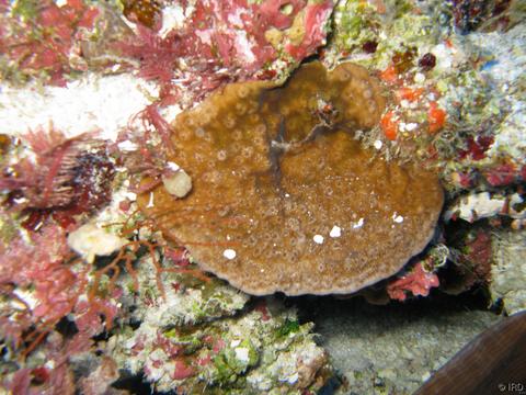 Файл:Cycloseris wellsi.jpg